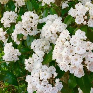 Mountain Laurels, Laurel Bush, Patio Layout Design, Laurel Shrub, Laurel Flower, Kalmia Latifolia, Plant Maintenance, Mountain Laurel, Flower Garden Design