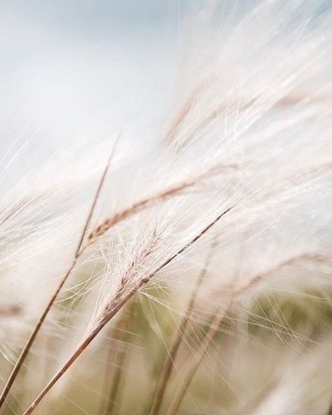 Foto Macro, Blowin' In The Wind, Wild Oats, Wind Art, Skyline Painting, Summer Corn, Green Country, Wheat Field, Wind And Rain