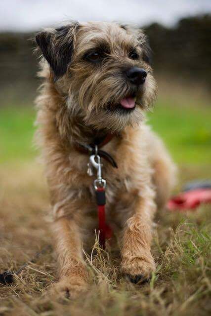 Mutts are just awesome. There are plenty of advantages to having a mixed-breed dog. Here are a few reasons our non-purebred buddies are so great. Large Dog Kennel, National Mutt Day, Border Terrier Puppy, Mutt Dog, Brown Dogs, Border Terriers, Pregnant Dog, December 2nd, Border Terrier