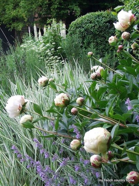 white, greens & lavender Purple Plants, French Country Garden, Moon Garden, Have Inspiration, Plant Combinations, French Cottage, French Garden, White Gardens, Garden Borders