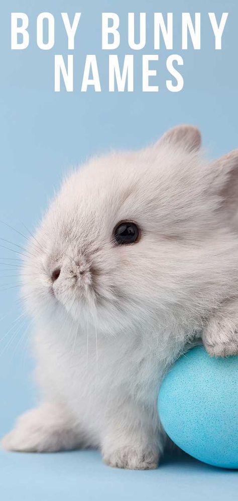 White Holland Lop Bunny, Rabbit Names Unique, Unique Bunny Names, Cute Bunny Names List, Names For Bunnies, Rabbit Names Ideas, Boy Rabbit Names, Bunny Names Ideas, Male Pet Names