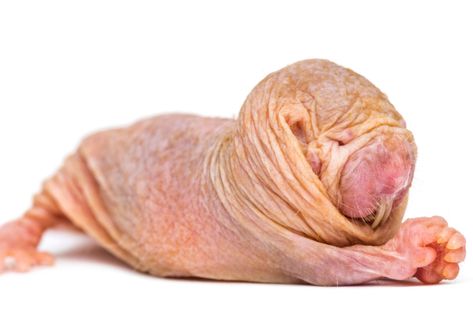 The queen sets the tone: Deciphering the dialects of naked mole-rats Hairless Mole Rat, Mole Rat, Tropical Forest, Rodents, Mole, Real People, Rats, The Queen