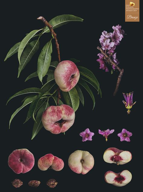 https://oneeyeland.com/awards/award_images.php?award_id=4639 Still Life References, Dates Plant, Fruits Reference, Whimsical Plants, Botany Photography, Peach Photography, Aesthetic Fruit, Botanical Photography, Award Winning Photography