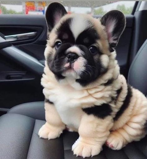 #cutedogsofinstagram #dogsarethebest #adorabledog #dogsoftheworld #adorablepuppy #dogslife #dogsdaily #prettydog #cutedogsofig #dogsoftheday Smartest Dog Breeds, Dog Room, Cute Dogs Images, Dog Yard, Very Cute Puppies, Cute Animals Puppies, Very Cute Dogs, Really Cute Dogs, Cute Dog Pictures