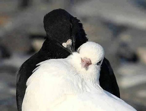 Pigeon   Love Hugs kiss Cute Pigeon, White Pigeon, Regnul Animal, White Birds, 수채화 그림, Pretty Animals, Two Birds, Silly Animals, Pretty Birds