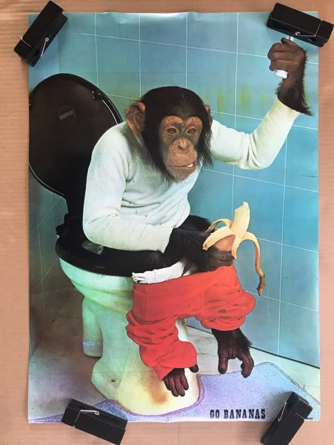 Monkey Wallpaper, Toilet Humor, Funny Monkey, Monkey Pictures, Monkeys Funny, A Monkey, Monkey Business, Animals Funny, Bathroom Humor