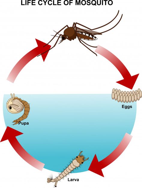 Mosquito Life Cycle, Cycle For Kids, Animals Name In English, Bugs Preschool, Animal Life Cycles, Bee Activities, Science Experiments For Preschoolers, Baby Animal Drawings, Insects Theme