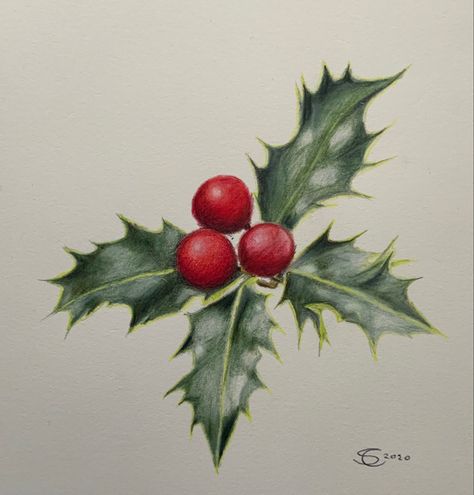 Coloured pencil drawing by Stephen Conway from a lesson by David Lewry. Christmas Plant Drawing, Christmas Drawing Ideas Realistic, Color Pencil Christmas Cards, Christmas Colored Pencil Drawings, Christmas Holly Drawing, Holly Drawing, Tattoo Prep, Xmas Watercolor, Christmas Drawing Ideas