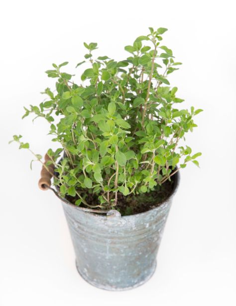 Are You Cooking With Real Greek Oregano? Greek Oregano, Fresh Oregano, What To Use, Greek Food, Vegetable Garden Design, Greek Recipes, Oregano, Vegetable Garden, Make Sure