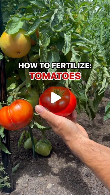 The Young Nonno | Comment TOMATO for all my saucy secrets! 🍅👍🏼

The newest video in the “How To Fertilize” series is all about the most reques... | Instagram How To Grow Tomatoes For Beginners, Tomato Plants Growing Tips, Tomato Growing Tips, Tomatoes Growing, How To Grow Tomatoes, Tomato Fertilizer, Plant Diy, Tomato Farming, Grow Tomatoes