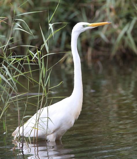 Wonderful Wetland Wildlife – Avalon Marshes Wetland Animals, Wetland Landscape, Meat Branding, Water Vole, Photography Coursework, White Egret, Bird Migration, Forest Theme, The Great White