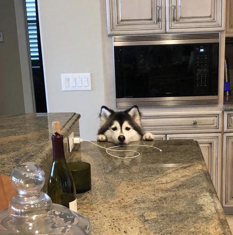 Whatcha got up there? #huskypuppies #huskydogs #husky #HuskySibir Siberian Husky Aesthetic, Husky Aesthetic, Puppy Wallpaper Iphone, Husky Pictures, Soul Dog, Fake Photo Sick, Dog School, Cute Husky, My Husky