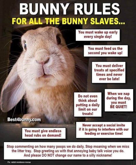 Bunny Care Tips, Mini Lop Bunnies, Bunny Supplies, Lop Bunnies, Funny Bunny Videos, Rabbit Habitat, Pet Rabbit Care, Bunny Room, Raising Rabbits