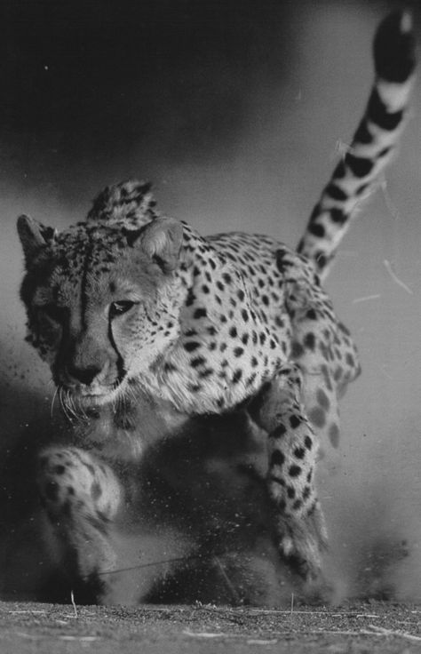 The hunt. Wild Kingdom, Cheetahs, Cane Corso, African Animals, Sphynx, Leopards, Animal Planet, Animal Photo, Nature Animals