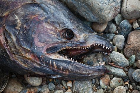 Dead Chinook Salmon along Adams River | Dead Chinook Salmon … | Flickr Salmon Animal, Dead Salmon, Chinook Salmon, Dead Animals, The Adams, Salmon Run, Dead Fish, Animal Reference, British Columbia Canada