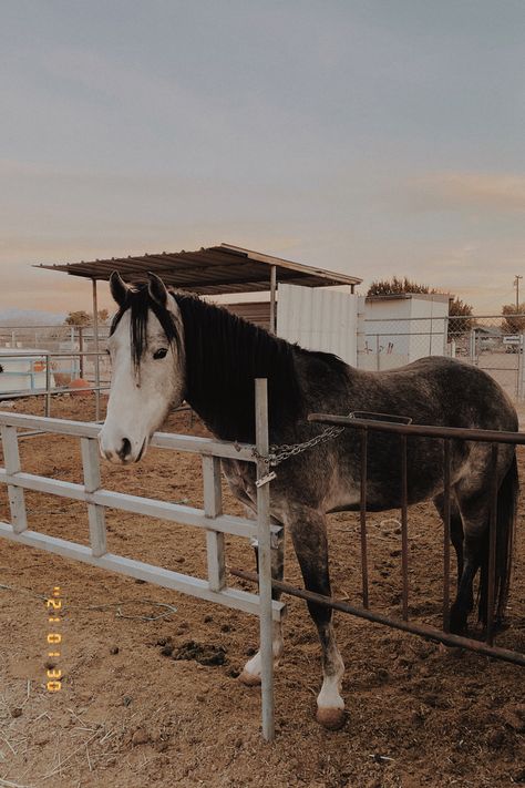 Horses • Photography • Desert Photos • Travel • California Desert • Southern California Travel • Road-trip • Sunset Hesperia California, Southern California Travel, High Desert, Desert Sunset, Horse Photography, In The Desert, California Travel, Travel Inspo, Beautiful Horses