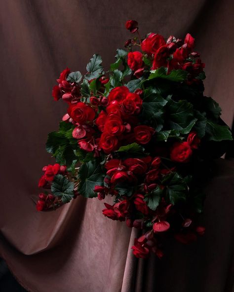 Red Begonia, Arte Floral, Red Peppercorn, Flowers, Floral, Red, On Instagram, Instagram, Color