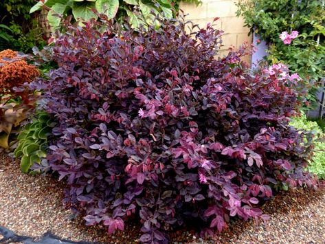 loropetalum_burgundy 2 Fast Growing Shrubs, Low Maintenance Shrubs, Australian Native Plants, Perennial Shrubs, Low Maintenance Landscaping, Easy Care Plants, Low Maintenance Garden, Ornamental Trees, Native Garden