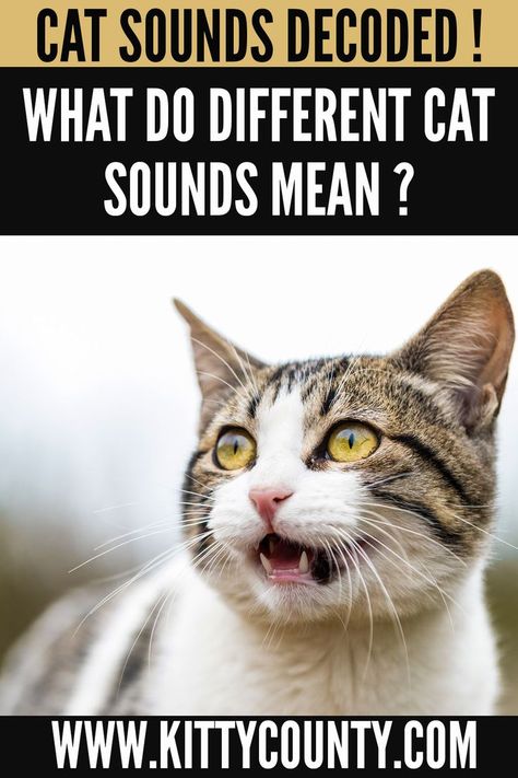 Cat Sounds Meaning, Kittens Care, Cat Sounds, Mean Cat, Living With Cats, What Cat, Kitten Care, Cat Whiskers, Senior Cat