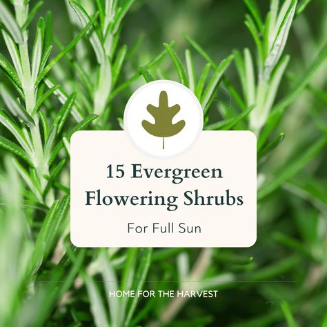 19 evergreen flowering shrubs for full sun Evergreen Shrubs Full Sun, Soft Caress Mahonia, Full Sun Container Plants, Small Evergreen Shrubs, Full Sun Shrubs, Norway Spruce, Fast Growing Evergreens, Conifers Garden, Evergreen Hedge