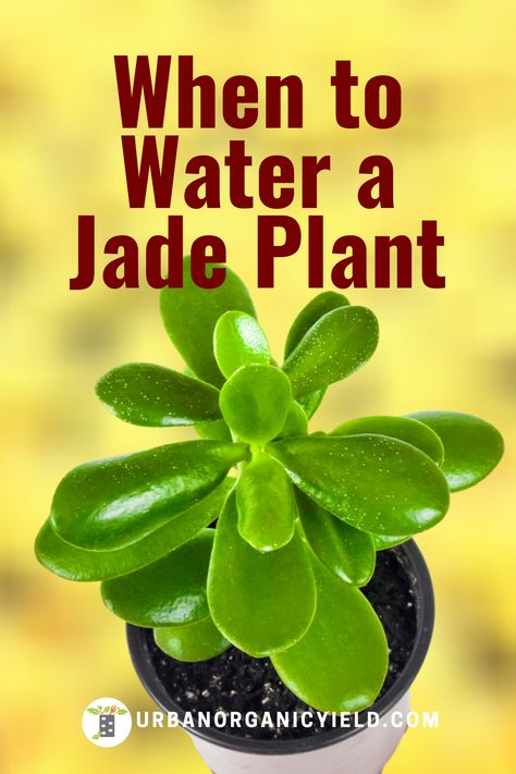 Jade Plant Propagation, Money Plant In Water, Jade Plant Pruning, Jade Plant Care, Water Plants Indoor, Money Plants, Succulent Names, Cactus House Plants, Succulent Garden Indoor