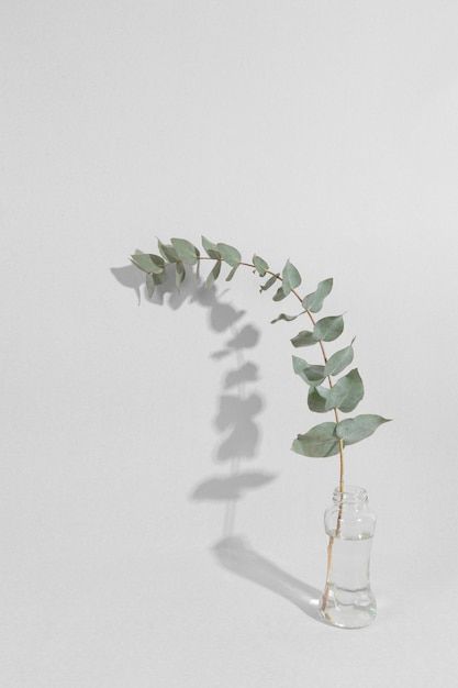 Free photo leaf branch in vase on table | Free Photo #Freepik #freephoto #flower-vase #flower-leaf #vase #blooming-flower Branch In Vase, Vase On Table, Vase With Branches, Leaf Vase, Vase Flower, Flower Leaf, Flower Vase, Free Photo, Free Photos