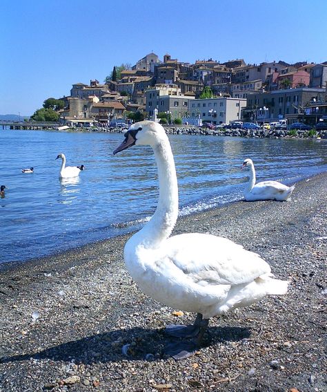 Swan's enjoying a day out at the lake (Bracciano Italy) Lake Bolsena Italy, Lake Como Villa Balbiano, Swans In A Lake, Lake Nemi Italy, Swan Landing On Water, Traveling With Baby, Days Out, Holidays And Events, Italy