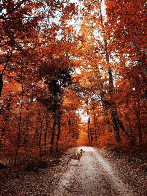 #wolf#forest#autumn#wolfdog#czechoslowakian wolfdog Wolf Autumn, Czechoslovakian Wolfdog, Wolf Dog, Fall Vibes, Forest, Country Roads, Road, Dogs