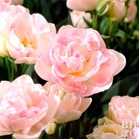 Tulip, fringed hybrids | Better Homes & Gardens Angelique Tulip, White Daffodils, Land Scaping, Aesthetic Gardening, Pink Flowering Trees, Plant Bulbs, Fall Bulbs, Green Things, Tulip Bulbs