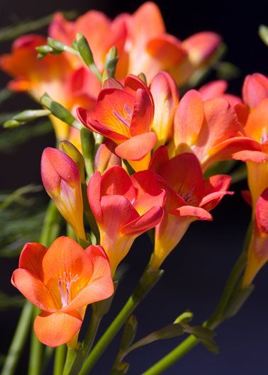 Photos Of Flowers Photography, Freesia Flower Aesthetic, Freesia Plant, Freesias Flower, Orange Freesia, Cut Flower Food, Freesia Flower, Stock Flowers, Friendship Flowers