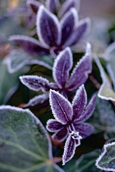 Frost Winter Frost, Airbrush Art, Winter Magic, Winter Scenery, Winter Beauty, Winter Flowers, All Things Purple, Beautiful Dream, Winter Garden