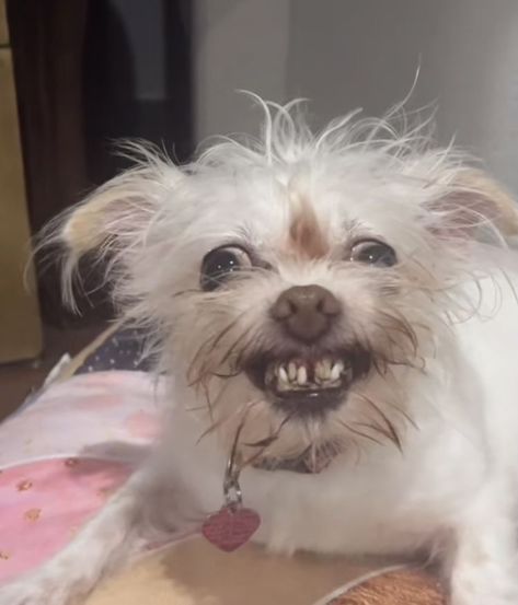 Angry Dog, White Dog, Dog Sitting, Bed, Funny, White