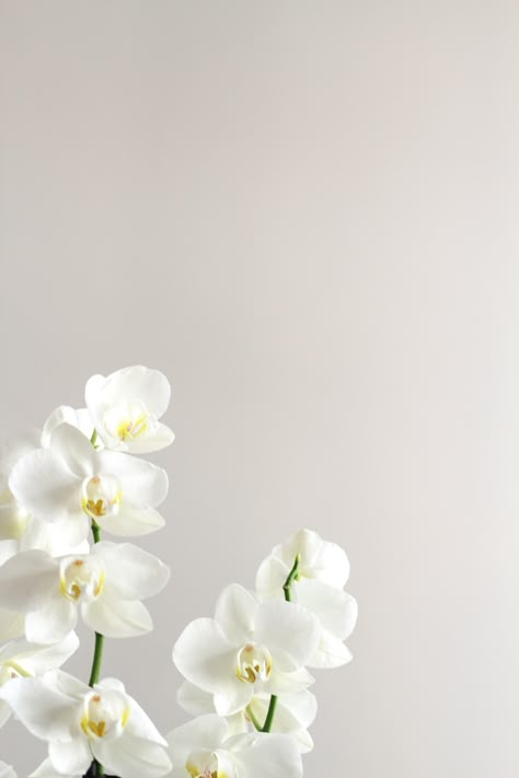 white orchid Orchid Aesthetic Wallpaper, Aesthetic Orchids, Orchids Aesthetic, Aesthetic Wallpaper Iphone Black, Orchid Aesthetic, Orchid Wallpaper, Aesthetic Tips, Watercolor Wallpaper Iphone, White Background Wallpaper