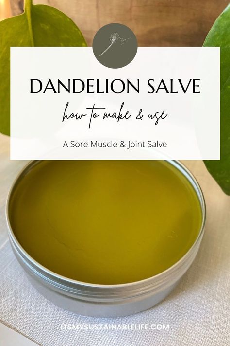 Learning how to make a salve from the amazingly beneficial "weed" known as dandelion is one way we harness and put to use its many benefits. Making your own dandelion oil salve and learning what this ointment it's good for is the first step in relieving issues many of us face. | It's My Sustainable Life @itsmysustainablelife #dandelionsalve #dandelionointment #dandelionsalverecipe #dandelionsalverecipes #dandelionsalveuses #howtomakedandelionsalve #itsmysustainablelife Diy Dandelion, Dandelion Salve, Dandelion Oil, Dandelion Benefits, Herbal Medicine Recipes, Yard Diy, Salve Recipes, Ginger Benefits, Home Remedy For Cough