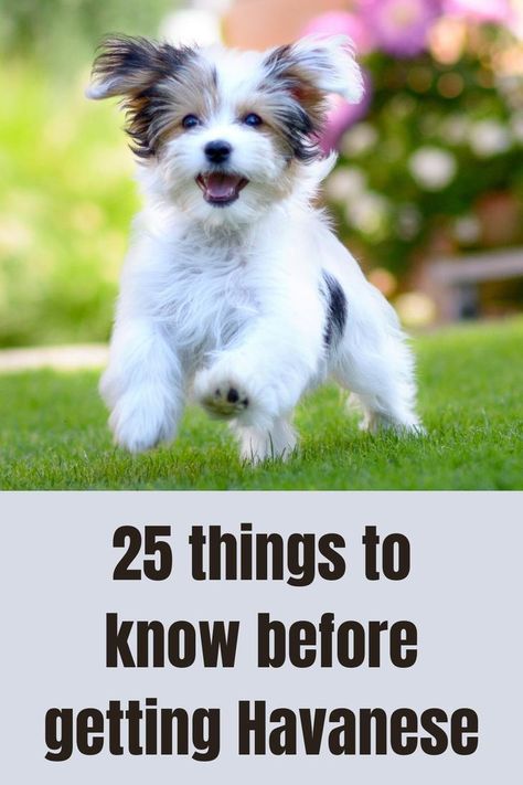 funny dogs gifcute dogs gif Puppy Dog Pictures, 25 Questions, Cute Small Dogs, Dog Haircuts, Funny Dog Photos, Havanese Puppies, Dapple Dachshund, Havanese Dogs, Dog Info