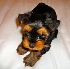 Courtney's AKC Yorkies: Yorkie Puppies 6 Weeks Old Yorkie Poo Puppies, Yorkie Puppies For Adoption, Teacup Yorkie For Sale, Teacup Yorkie Puppy, Yorkie Puppy For Sale, Yorkie Puppies, Yorkie Terrier, Teacup Yorkie, Yorkie Poo