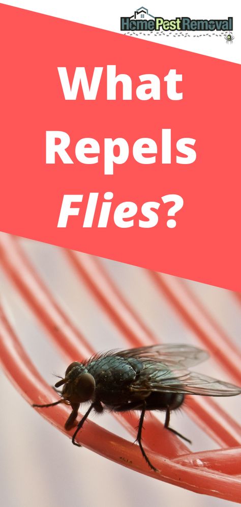 What Essential Oils Repel Flys, Fly Repellant Diy Outdoors Essential Oil, Diy Fly Repellent Indoor, Keep Flies Out Of House, Black Fly Repellant Diy, Diy Fly Repellent Outdoor, How To Keep Flies Out Of Your House, How To Get Rid Of Flies Outside Patio, Natural Fly Repellent Outdoors