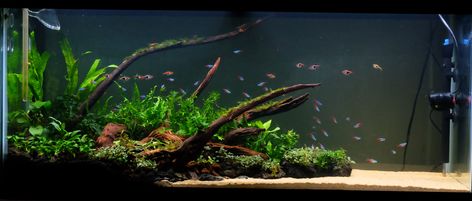 Low Tech Planted Aquarium, Biotope Aquarium, Fish Tank Themes, Aqua Tank, Neon Tetra, Fish Tank Terrarium, Diy Fish Tank, Fish Tank Design, Aquascape Design