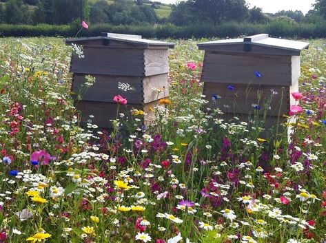 Plant Wildflowers, Making Honey, Small Holding, Bee Hive Plans, Bee Supplies, Flowers Field, Wild Flower Meadow, Bee Hives, Bee Garden