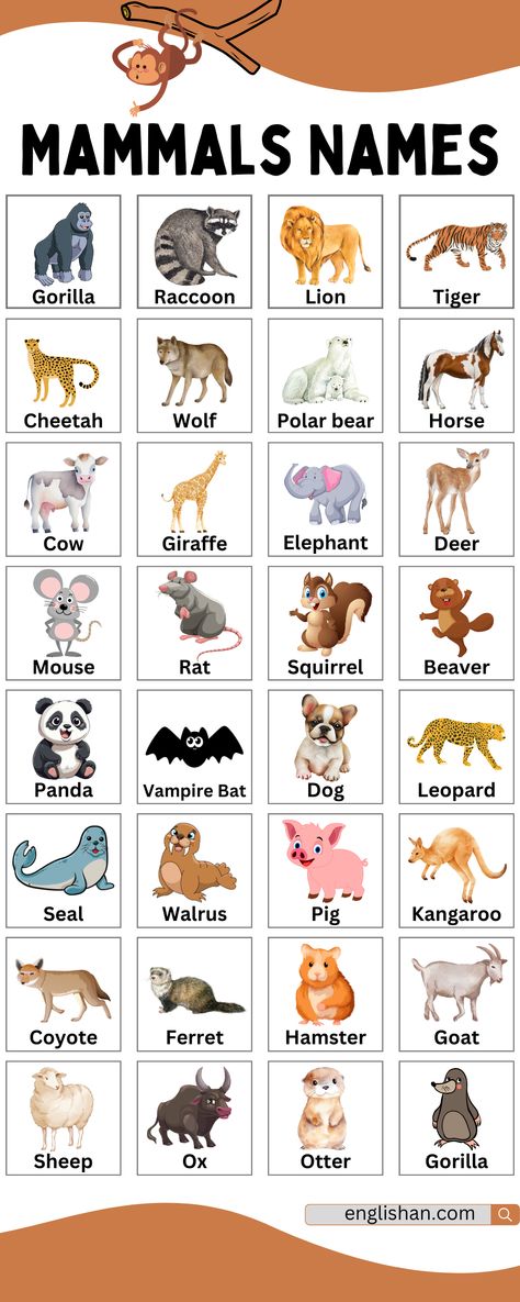 Mammals Names Mamals Animals Mammals, Mammals Animals, Animals Name In English, Basic English Grammar Book, Phonics Flashcards, Preschool Fine Motor Activities, English Posters, English Grammar Book, Esl Vocabulary