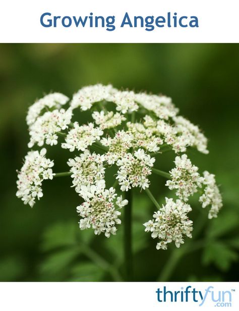 This is a guide about growing angelica. Commonly know as Queen Anne's Lace, this herb likes a partially shady spot. Angelica has culinary and medicinal uses. White Angelica, Landscape Plants, Natural Homes, Flowers Photo, Queen Anne's Lace, Queen Annes Lace, How To Grow Taller, Lace Print, Healing Herbs