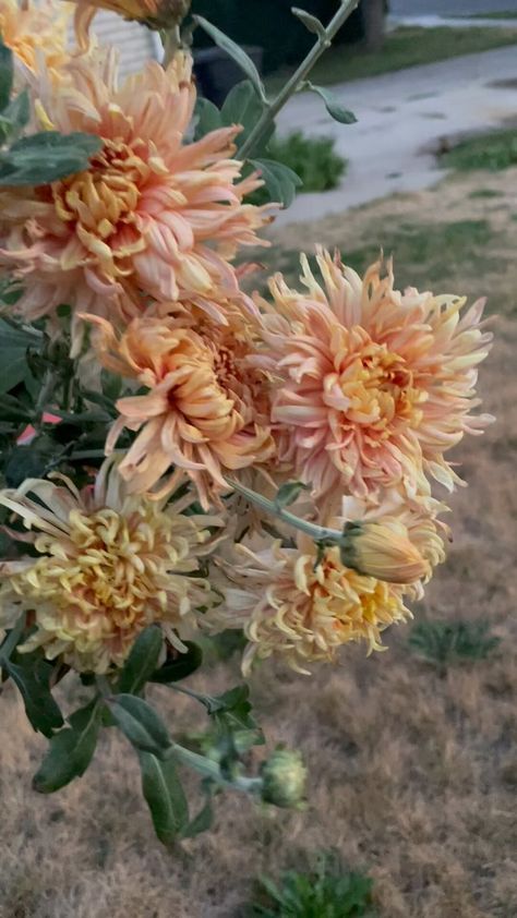 How To Grow Chrysanthemums in Zones 4, 5 and 6 — HALDEN Growing Chrysanthemums, Herbalist Garden, Chrysanthemum Growing, Chrysanthemum Seeds, Chrysanthemum Bouquet, Purple Pride, Pink Sunflowers, Flower Care, California Poppy