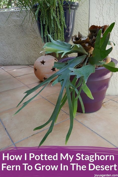 How I Potted My Staghorn Fern To Grow In The Desert Staghorn Plant, Fern Care, Gardening Journal, Plants And Gardening, Large Indoor Plants, Staghorn Fern, Snake Plants, Love Plants, Organic Compost