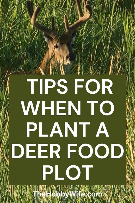 Learn when to plant a deer food plot for the best way to attract big bucks with a successful food plot. Planting fall food plots is a critical aspect of deer hunting, requiring careful consideration of factors like soil conditions, seasonal changes, and nutritional needs. Food Plots For Deer Ideas, Deer Food Plots Ideas, Deer Food Plots, Deer Attractant, Food Plots For Deer, Deer Food, Plot Ideas, Deer Feeders, Food Plot