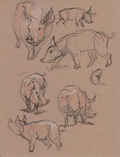 Poses Group, Ideas For Drawing, Pig Illustration, Drawing Hands, Nature Sketch, Drawing Cartoon Characters, Disney Art Drawings, Reference Drawing, Cartoon Sketches