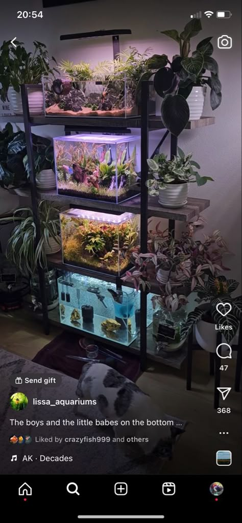 Fish Tank Placement, Aquarium Shelves, Multiple Fish Tank Setup, Fish Room Ideas, Aquarium Shelf, Jurassic Park Terrarium, Terrarium Room, Bookshelf Aquarium Fish Tanks, Aesthetic Room With Fish Tank