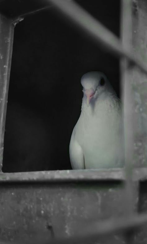 White Pigeon, Wattpad Background, Pigeon Breeds, Photography Mobile, Birds In The Sky, Dreamy Photography, Muslim Pictures, Fairytale Photography, White Bird