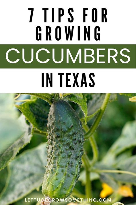 how to grow cucumbers in texas When To Plant Cucumbers, Growing Cucumbers From Seed, Plant Cucumbers, How To Grow Cucumbers, Lettuce Grow, Grow Cucumbers, Cucumber Gardening, When To Plant, Growing Cucumbers