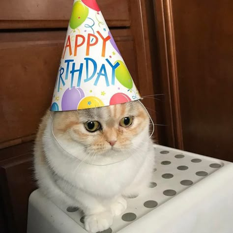 Funny Happy Birthday Meme, Happy Birthday Cousin, Happy Birthday Cat, Cute Cat Memes, Birthday Icon, Kitten Photos, Cat Birthday Party, Happy Birthday Meme, Image Cat