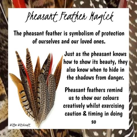 Feather Color Meaning, Feather Magic, Feather Meaning, Smudge Fan, Shadow Wolf, Nature Witch, Animal Spirit Guides, Pheasant Feather, Animal Medicine